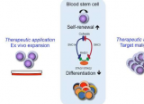 四个基因控制造血干细胞的生长