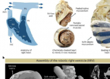 工程师设计了心脏右室的机器人复制品
