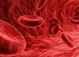 研究人员发现叶酸和血细胞生成之间的联系