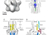 研究人员揭示线粒体钙单转运蛋白的结构
