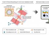 3D生物打印揭示了为什么血管弯曲可能促进脑癌转移