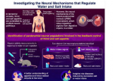 解码大脑如何管理对盐和水的食欲
