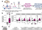 研究发现长期使用阿片类药物与脑细胞 DNA 变化之间存在联系