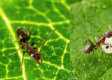 水平基因转移：真菌如何提高感染昆虫的能力