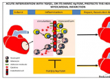 抗炎分子有望降低进一步心脏损伤的风险