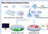 微图案：诱导肺泡和气道上皮细胞的新系统
