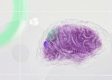 探索复原力的生物学基础