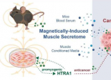 科学家发现一种利用磁脉冲激活肌肉细胞天然防御癌症能力的新方法