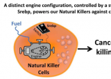 胆固醇类分子会关闭针对癌症的自然杀伤细胞的引擎