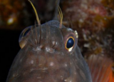 科学家发现全球鱼类中隐藏的耳机
寄生虫