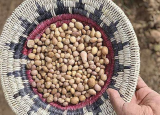 遗传学揭示了四角土豆的古老贸易路线