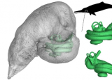 3D 模型显示海豚在 500 万年前就已使用窄带声波进行定位