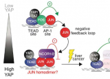发现 JUN 蛋白在抑制肝癌生长中的关键作用
