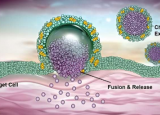 研究表明胆固醇可增强外泌体介导的 RNA 药物输送