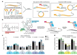 新方法或可产生用于治疗多种疾病的改良信使 RNA