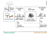 古代埋藏的原木提供了生物质库作为储存气候变暖碳的廉价方法的证据
