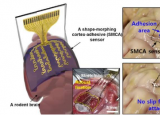 变形脑传感器粘附在曲面上以进行超声神经刺激