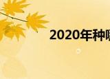 2020年种哪些蔬菜比较赚钱