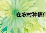 在农村种植什么经济效益比较高