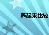 养起来比较容易还省心的狗狗