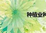 种植业种什么比较赚钱