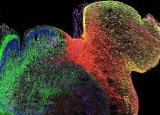 科学家绘制出人类大脑发育过程中首张 DNA 修饰图