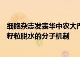 细胞杂志发表华中农大严建兵团队研究成果，首次揭示玉米籽粒脱水的分子机制